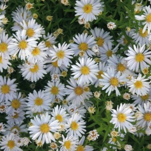 Саженец астры Аполло (Apollo) 