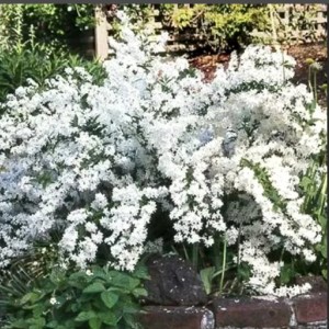 Саженец дейции белой Прайд Оф Рочестер (Pride of Rochester)