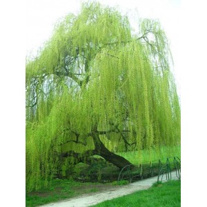 Сеянец ивы плакучей Зеленой