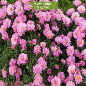 Саженцы астры Розовый осенний привет -  комплект 5 шт.