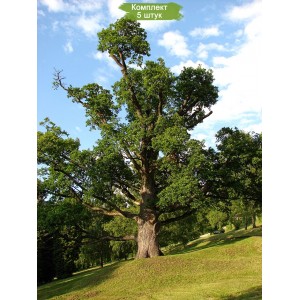 Саженцы дуба Европейского 60-100 см -  комплект 5 шт.