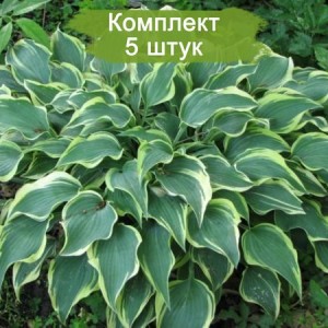 Саженцы хосты Дарк Стар (Dark Star) -  комплект 5 шт.