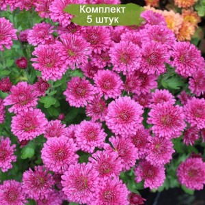 Саженцы сиреневой хризантемы мультифлоры Домино Роуз  -  комплект 5 шт.