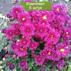 Саженцы сиреневой хризантемы мультифлоры Сея Пурпур -  комплект 5 шт.