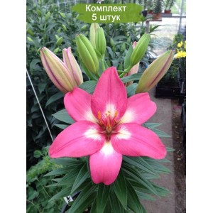 Луковицы лилии Розалинн (Rozalynn ) Азиатский гибрид -  комплект 5 шт.