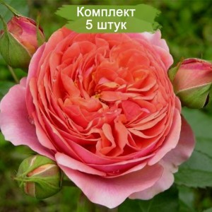 Саженцы парковой розы Чиппендейл (Chippendale) -  комплект 5 шт.