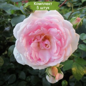 Саженцы канадской розы Морден Блаш / Моден Блаш / Модэн Блаш (Morden Blush) -  комплект 5 шт.