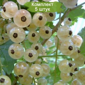 Саженцы белой смородины Беляна (Beliana)  -  комплект 5 шт.