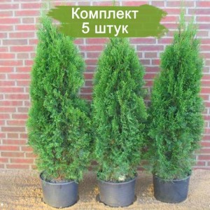 Саженцы Туи Смарагд до 30 см -  комплект 5 шт.