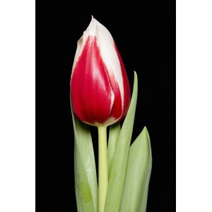 Луковица тюльпана Фулл Хаус (Full House)