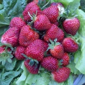 Саженец клубники Черный принц (Средняя)