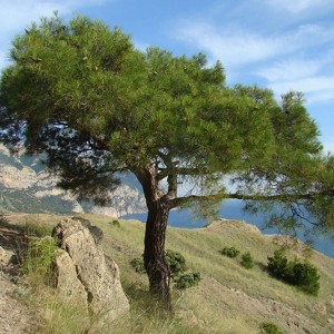 Саженец сосны Крымской 100-150 см