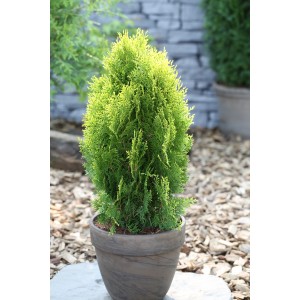 Саженец туи Восточной до 20 см