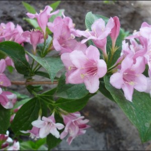 Саженец вейгелы садовой Фиери Лемуана (Feerie Lemoine)