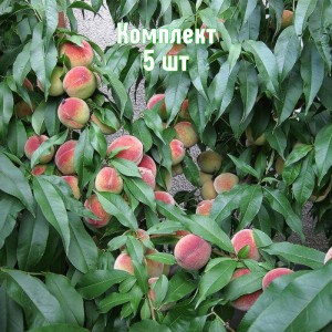 Комплект 5шт / Нектарин Краснодарец