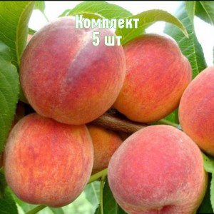 Комплект 5шт / Персик Бархатный сезон
