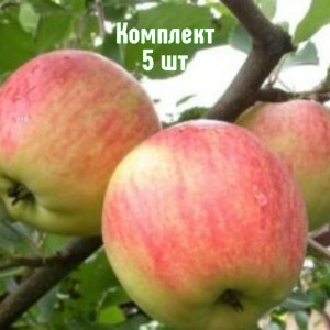Комплект 5шт / Яблоня Зимний Шафран