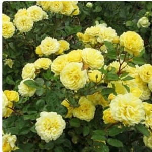 Роза Анни Дюпрей (шраб)